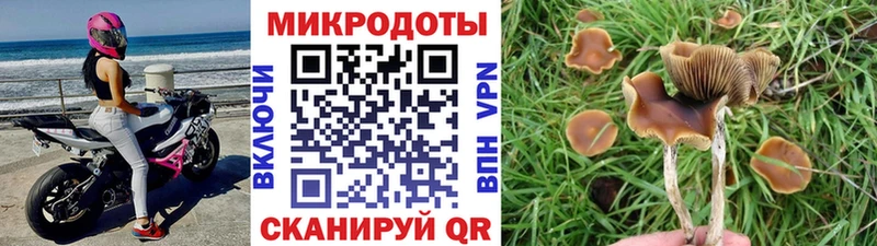 Псилоцибиновые грибы Psilocybine cubensis  Нефтекумск 